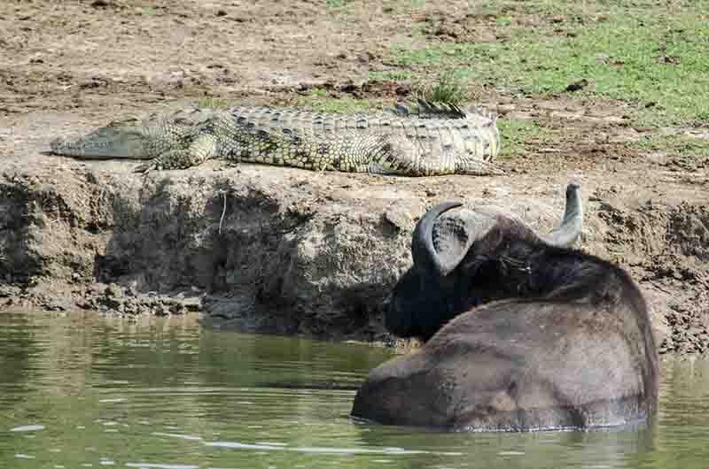 60 - Bufalo y Cocodrilo - parque nacional Queen Elizabeth - Uganda
